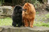 CHOW CHOW 691